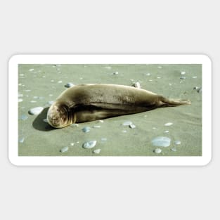 Southern Elephant Seal Pup, Macquarie Island Sticker